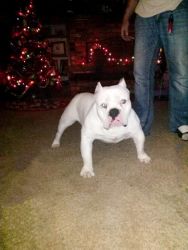 Exotic bully puppys for sale