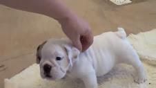 english bulldogs for rehoming