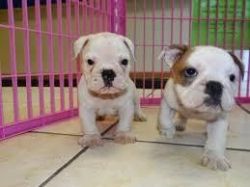 Very Cute Bulldog Puppies Now Ready