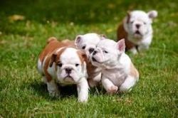 Stunning English Bulldogs Excellent Bloodlines