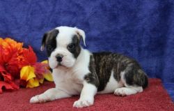 Buster - American Bulldog Puppy For Sale