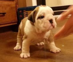 bull dog puppy for sale