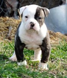 American Bulldog Puppies For Sale. xxx-xxx-xxxx