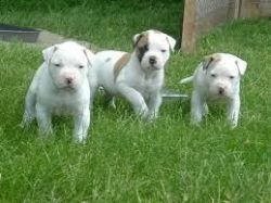 Three american Bulldog puppies for sale