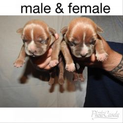 American Bullys Puppies for adoption