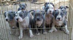 American Bully Puppies 2 Left