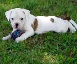 Outstanding American Bulldog Pups For Sale .