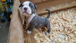 beautiful ukc registered blue tri pitbull puppies