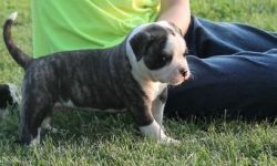 American Bulldog puppies for you .