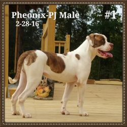 Purebred Registered American Bulldog Male 7-Months Old