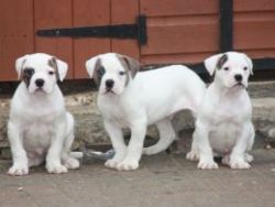 american bull dog puppies for good homes