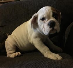 we have a male and female English bulldog puppies