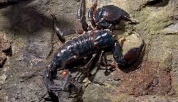Rain Forst Scorpions