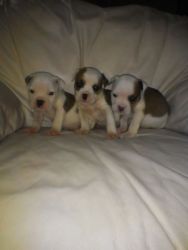 Perigee papered american bulldogs