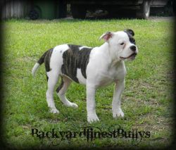 Beautiful Ch. Sired Ab Puppies
