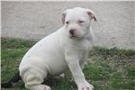 Awesome American bulldog Available