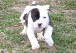 American Bulldog Pups For Sale