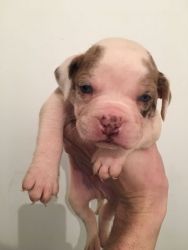 Exotic Bulldog Only One Boy Left Now ready for sale
