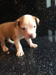 Cute nice and good looking pit bull puppies for sale