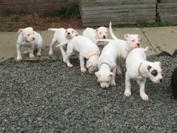 Gorgeous American Bulldog Puppies For Sale Ohhh