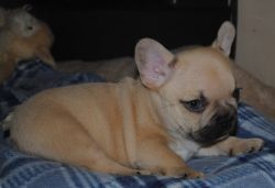 ***Cute French Bulldog Puppy available for adoption**