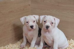 Full American Bully Puppies For Sale