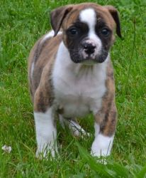 Well Socialized American Bulldog Puppies For Sale