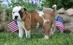 Adorable AKC American Bulldog Puppies