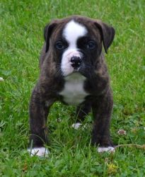 Outstanding Quality American Bulldog Puppies