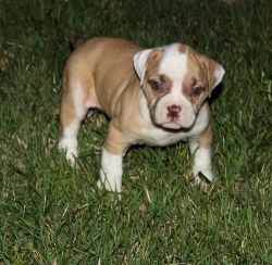 Well Socialized American Bulldog Puppies For Sale