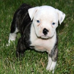 Sadie! American Bulldog Puppies for Sale