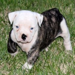 Sadie!! American Bulldog Puppies for Sale