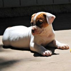 (Bella )American Bulldog Puppies for Sale