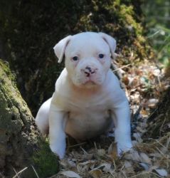 (Harley)American Bulldog Puppies for Sale