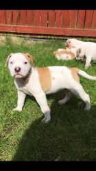 Stunning American Bulldogs Come With Ped Papers