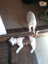 i have here 2 american bulldog pups for sale