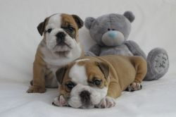 Stunning Bulldog Puppies