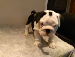 RE-HOMING MY BEAUTIFUL TWO ENGLISH BULLDOGS MALE AND FEMALE