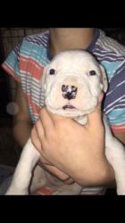 American Bulldog Puppies For Sale