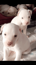 Outstanding litter of trained American Bulldog puppies available Avail