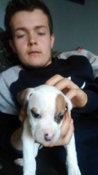 American Bulldog Available now
