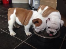 Bulldog Puppies Now For A New Home