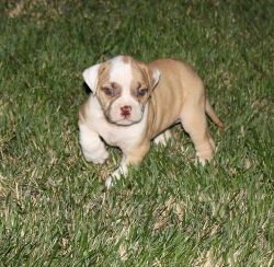 5 beautiful American Bulldog puppies for sale