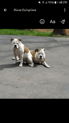 American bulldog puppies