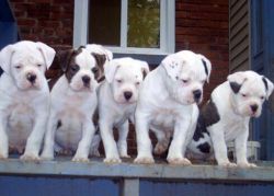 American Bulldog Puppies Ready Now