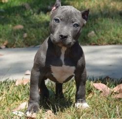 American Bulld Puppies Ready Now