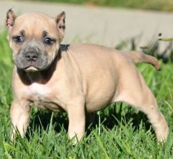 Quality American Bulldogs Puppies For Sale