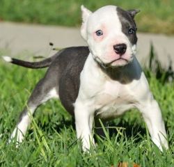 Amazing American Bulldog Puppies For Sale