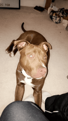 American Pit Bull puppy (7months)