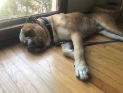 Jax is a Bulldog mix looking for a very special foster/ adopter